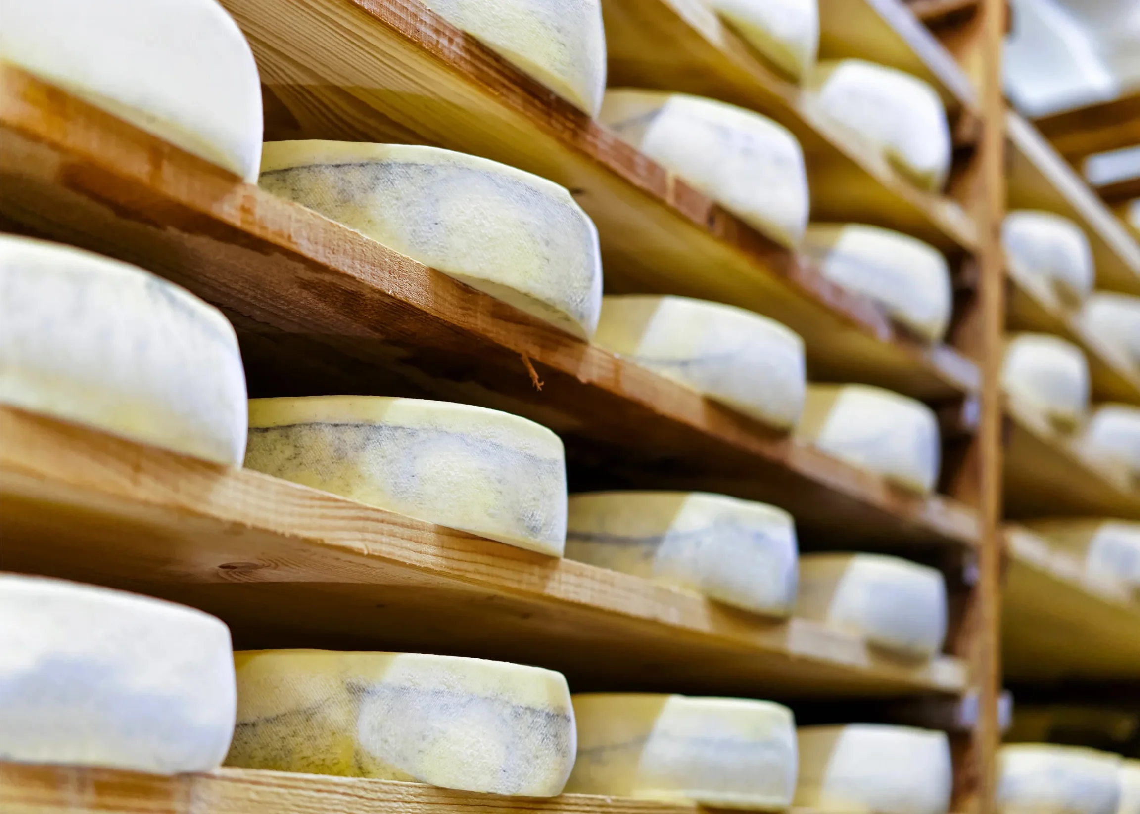 Meules de fromage de Savoie en cave d’affinage